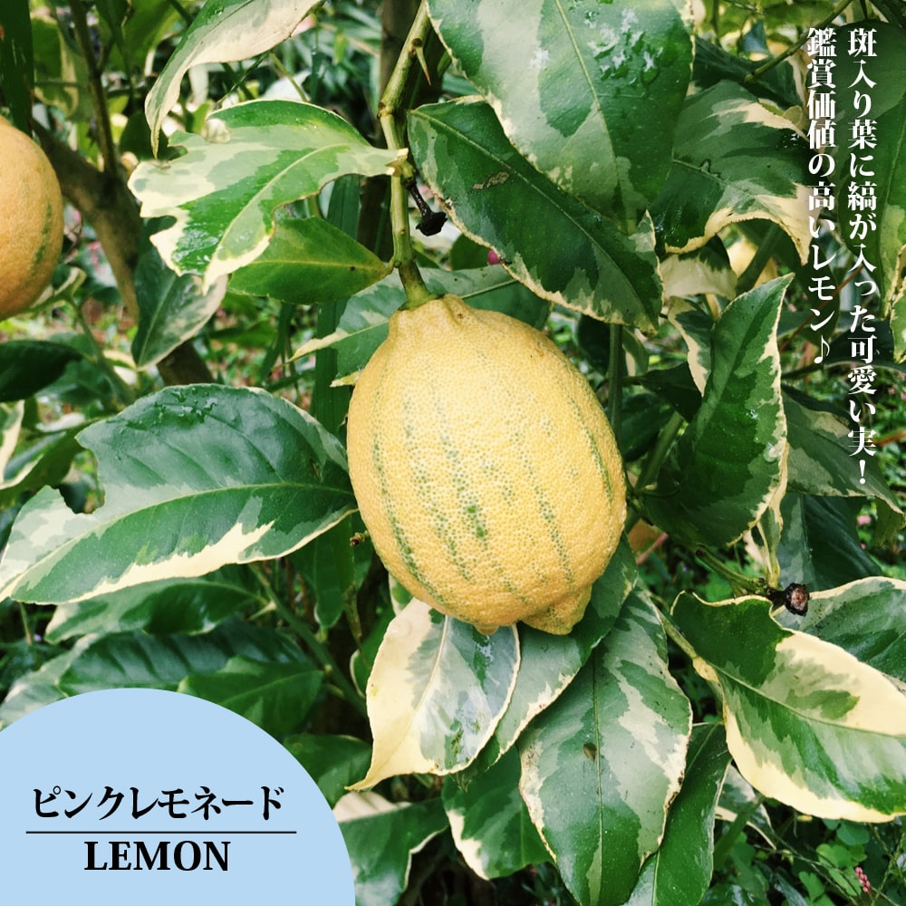 柑橘 レモン ピンクレモネードの販売 苗木部 By 花ひろばオンライン