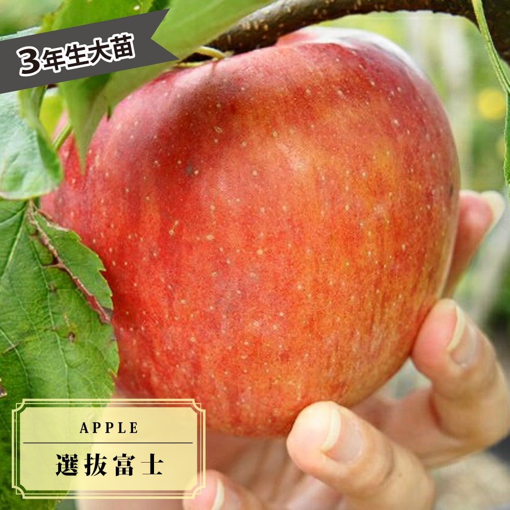 リンゴ 選抜富士 