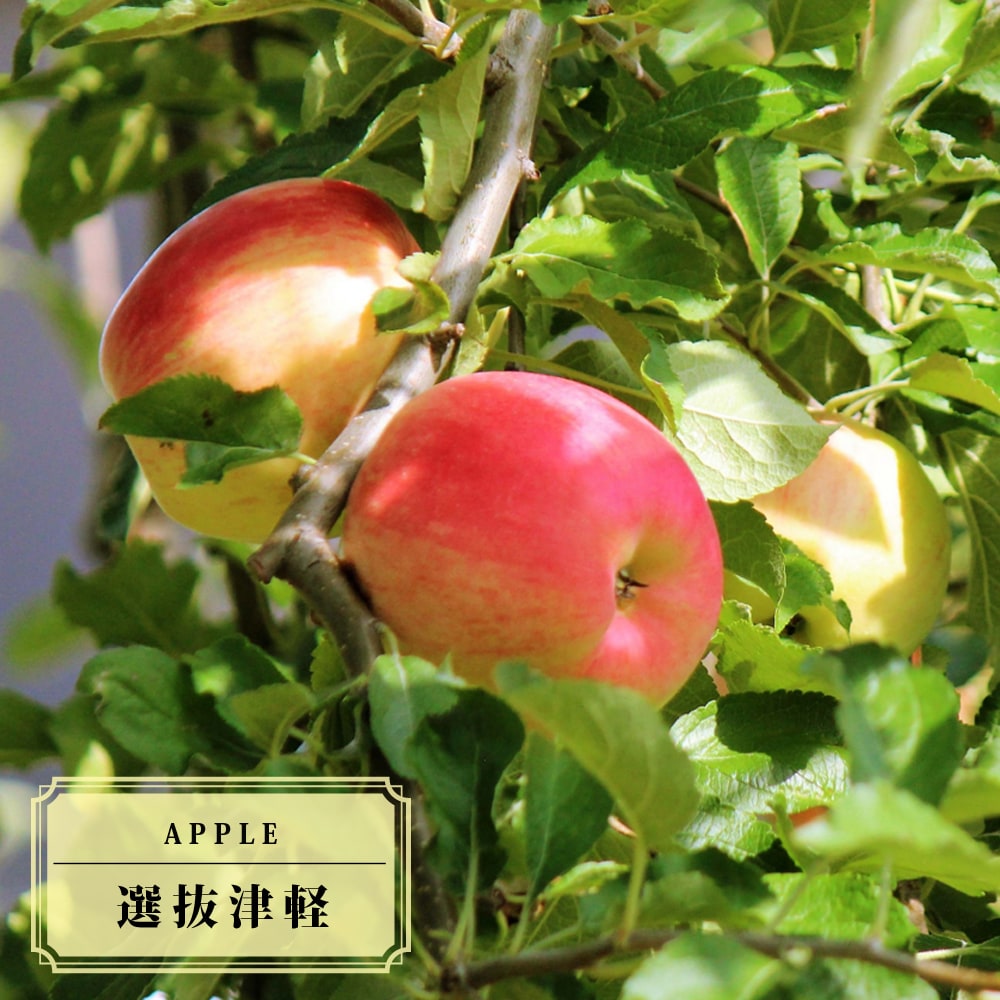 リンゴ 選抜津軽 