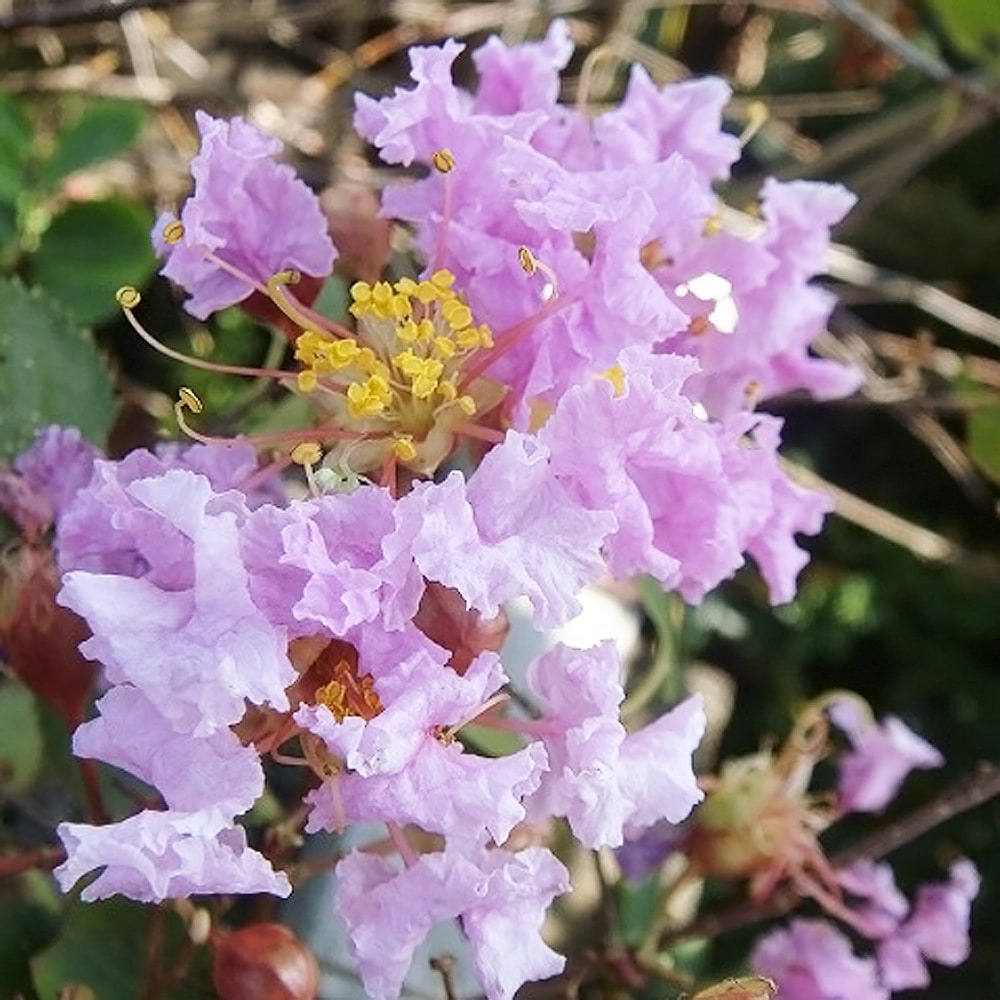 サルスベリ 紫花 1
