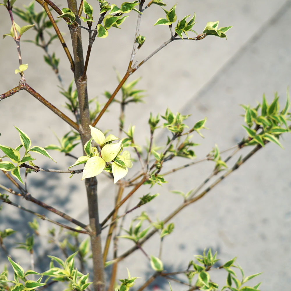 ヤマボウシ ウルフアイ 苗 販売 苗木部 By 花ひろばオンライン