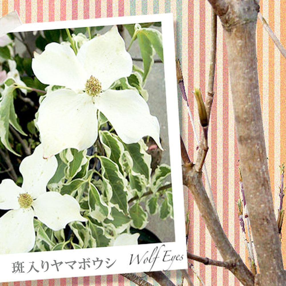 ヤマボウシ ウルフアイ 苗 販売 苗木部 By 花ひろばオンライン ヤマボウシ ウルフアイ 苗 販売 苗木部 By 花ひろばオンライン