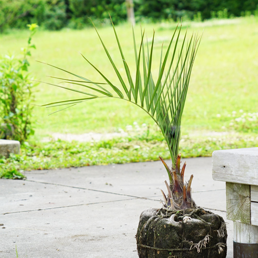 ココスヤシ苗、鉢植え - その他