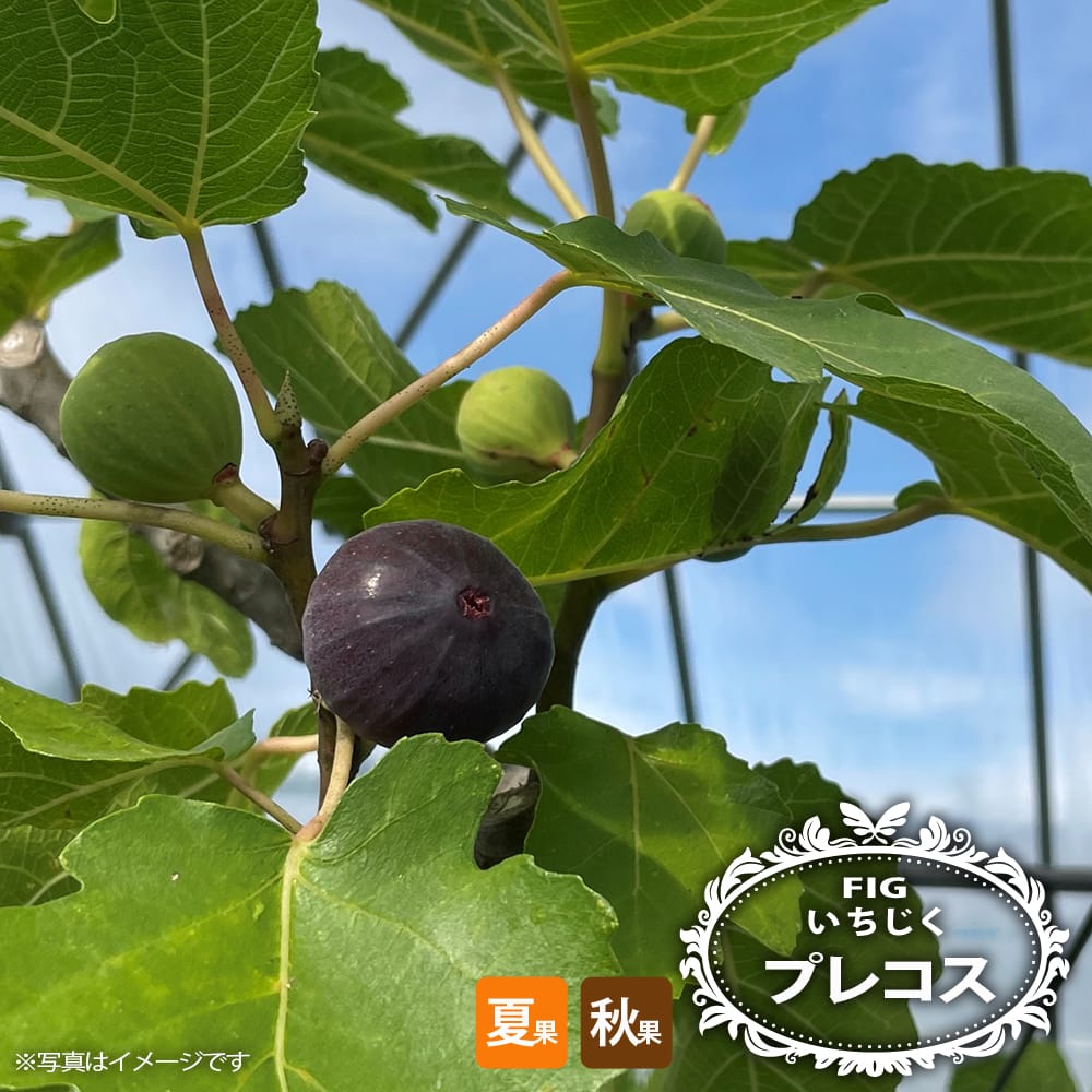 果樹【専用】穂木 イチジク - 果樹