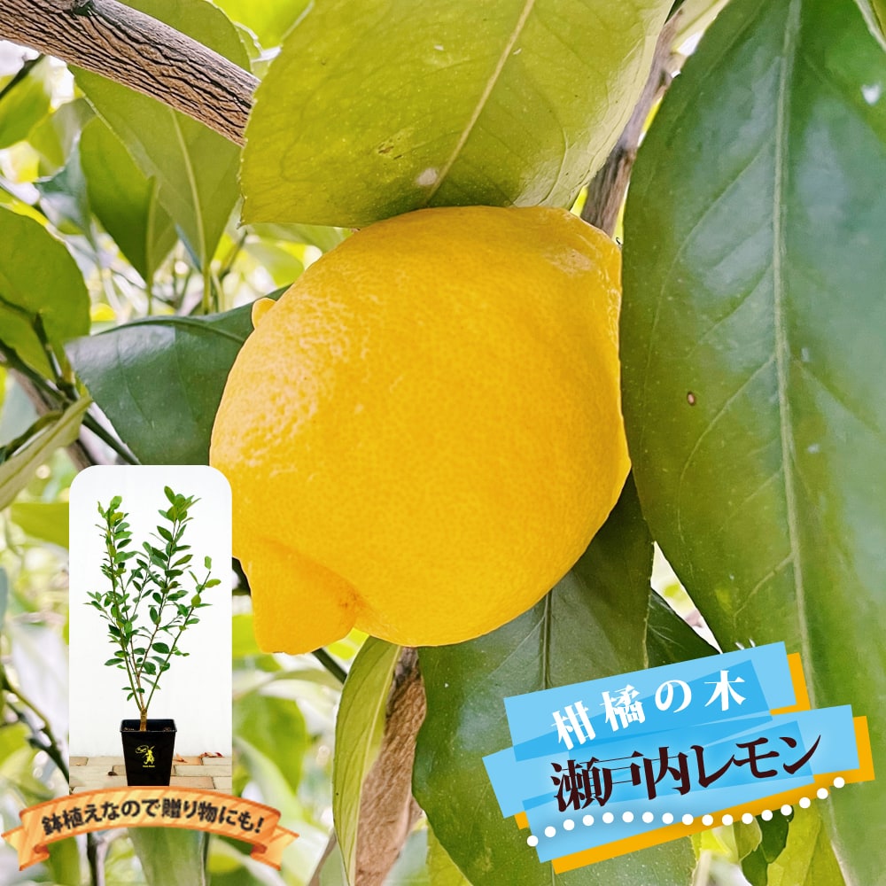 実付きレモン苗木 - 植物/観葉植物