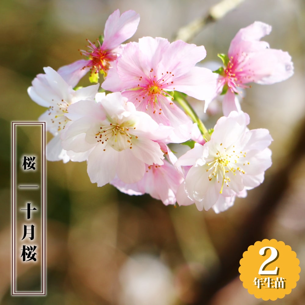 庭桜<br>ピンク八重咲き 3.5号ポット - ガーデニング・農業