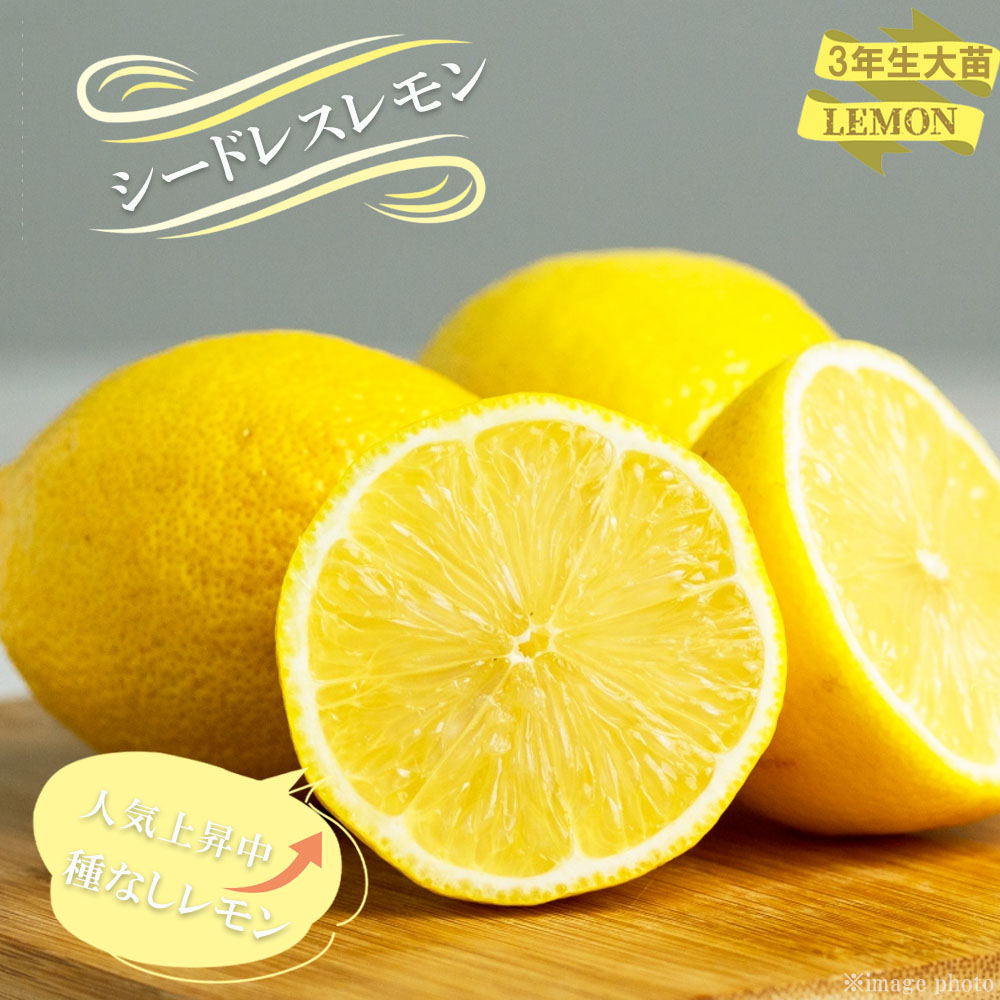 柑橘 レモン 種なしレモンの育て方 苗木部 By 花ひろばオンライン