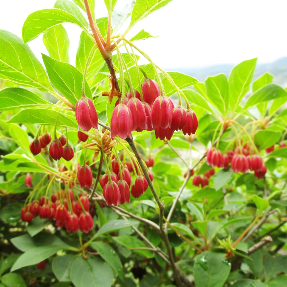 踊り子 ドウダンツツジ 苗 販売 苗木部 By 花ひろばオンライン