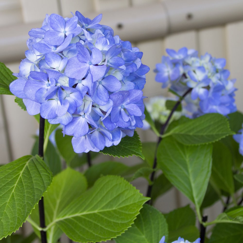 アジサイ 黒軸 苗 通販 苗木部 By 花ひろばオンライン