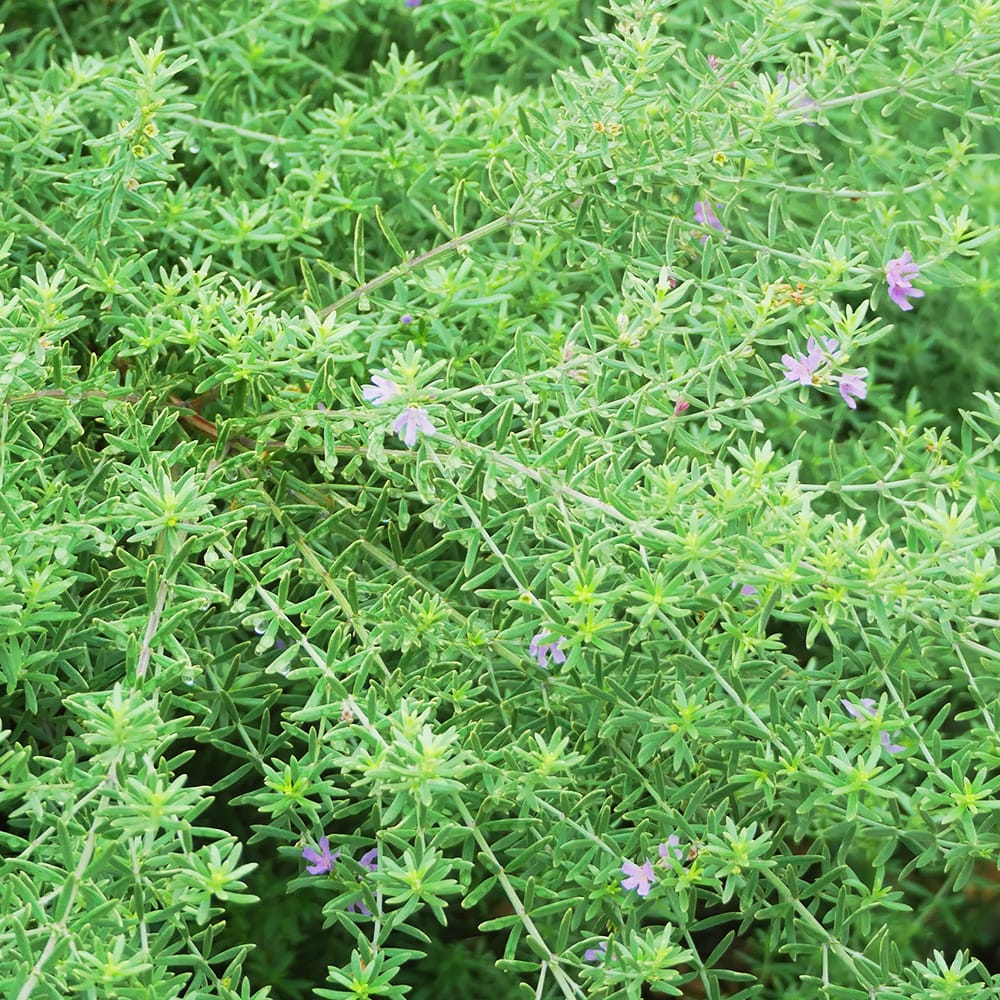 ウエストリンギア 緑葉紫花 1