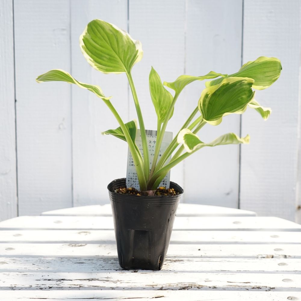 ホスタ ギボウシ ソースウィートの通販 苗木部 By 花ひろばオンライン