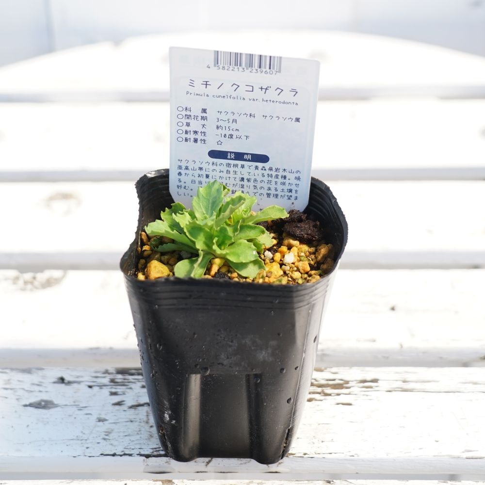 サクラソウ ミチノクコザクラの通販 苗木部 By 花ひろばオンライン