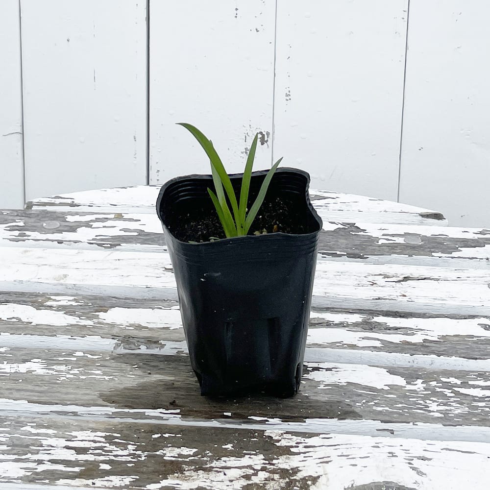 アガパンサス ゲッティホワイト 苗 販売 苗木部 By 花ひろばオンライン