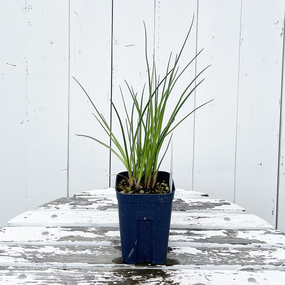 未使用品gypsohila ジプソフィア　ヘリンボーンコート　オレオ 未使用品gypsohila ジプソフィアヘリンボーンコートオレオ