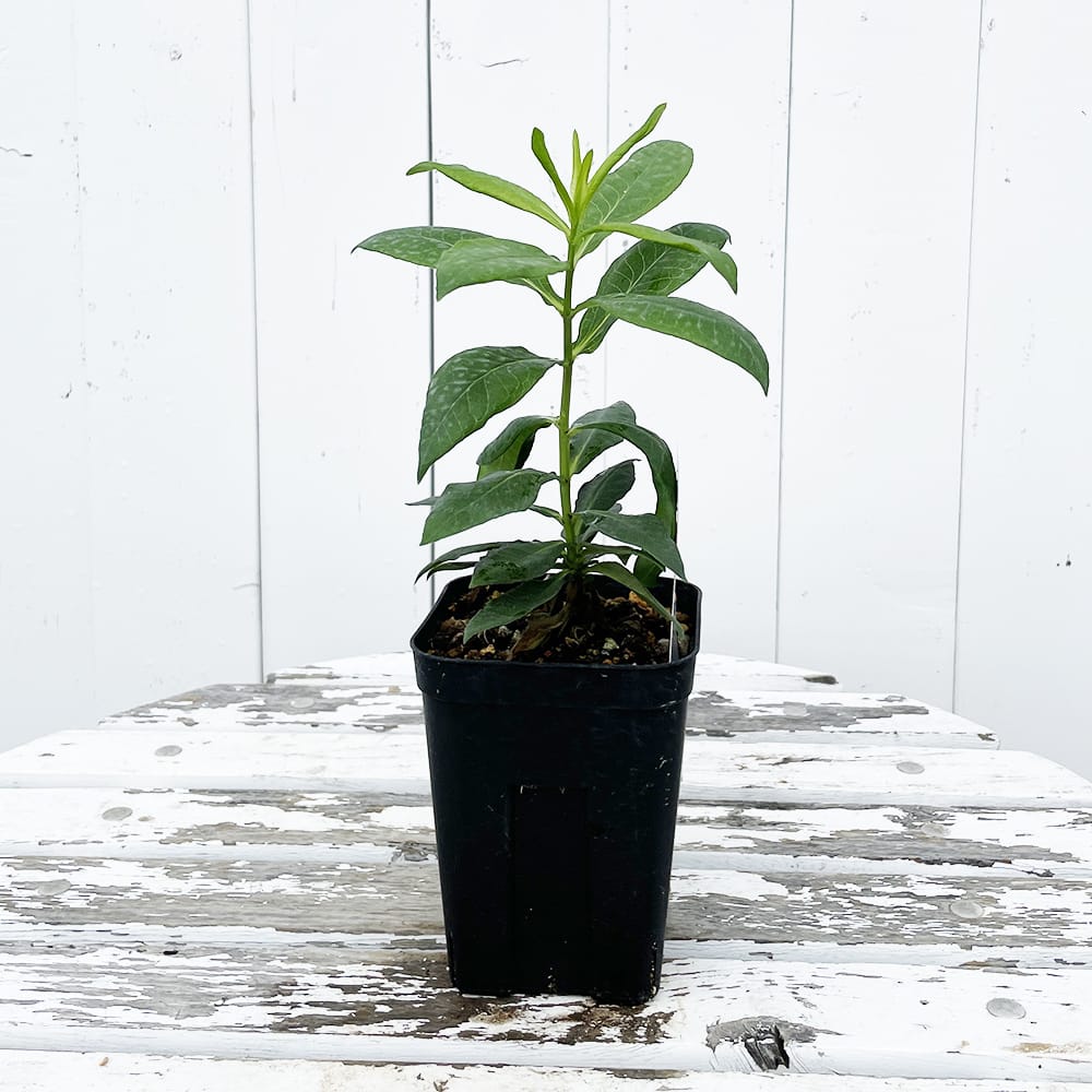 フロックス オープニングアクト ロマンス 苗 販売 苗木部 By 花ひろば