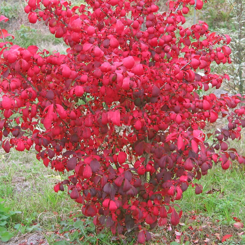 ニシキギ コンパクタ 苗 販売 苗木部 By 花ひろばオンライン