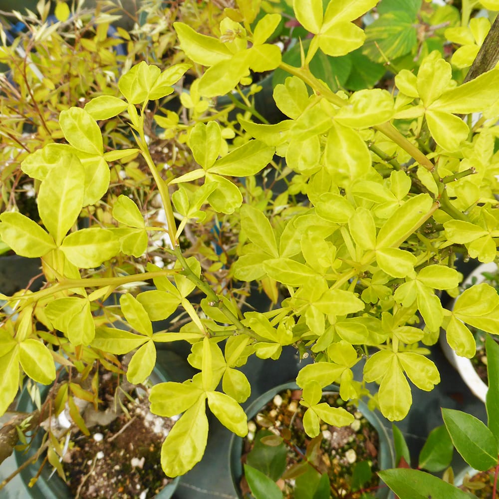 ミカンの木３本とカラタチの苗１本 ミカンの木3本とカラタチの苗1本 カラタチの通販 苗木部 By 花