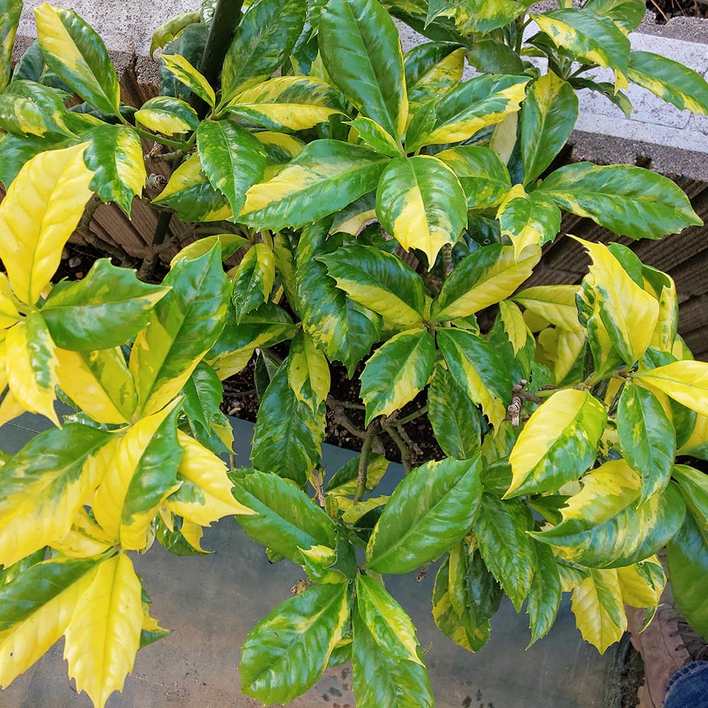 アオキ 長台寺 苗 販売 苗木部 By 花ひろばオンライン