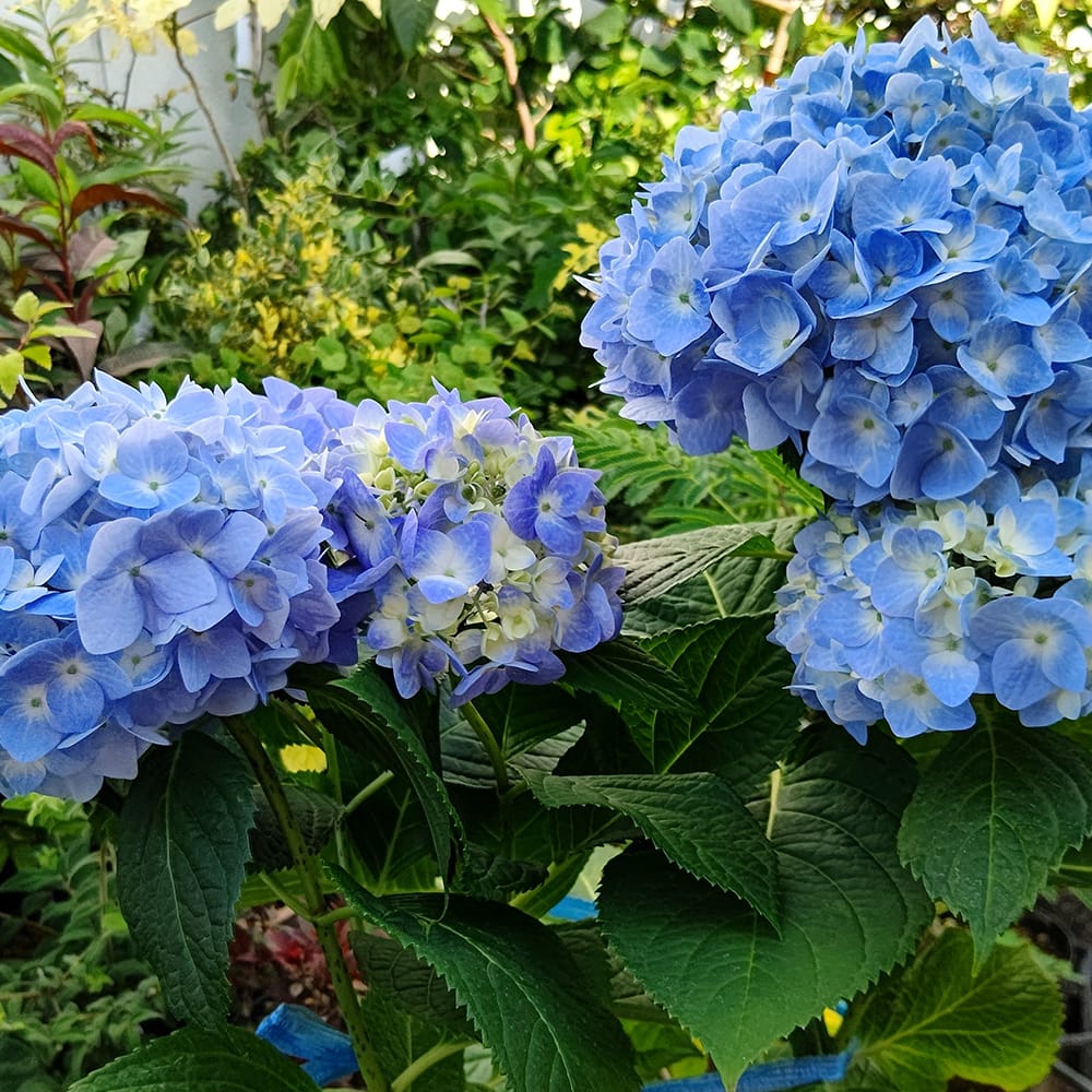 アジサイ 安行四季咲 苗 販売 苗木部 By 花ひろばオンライン