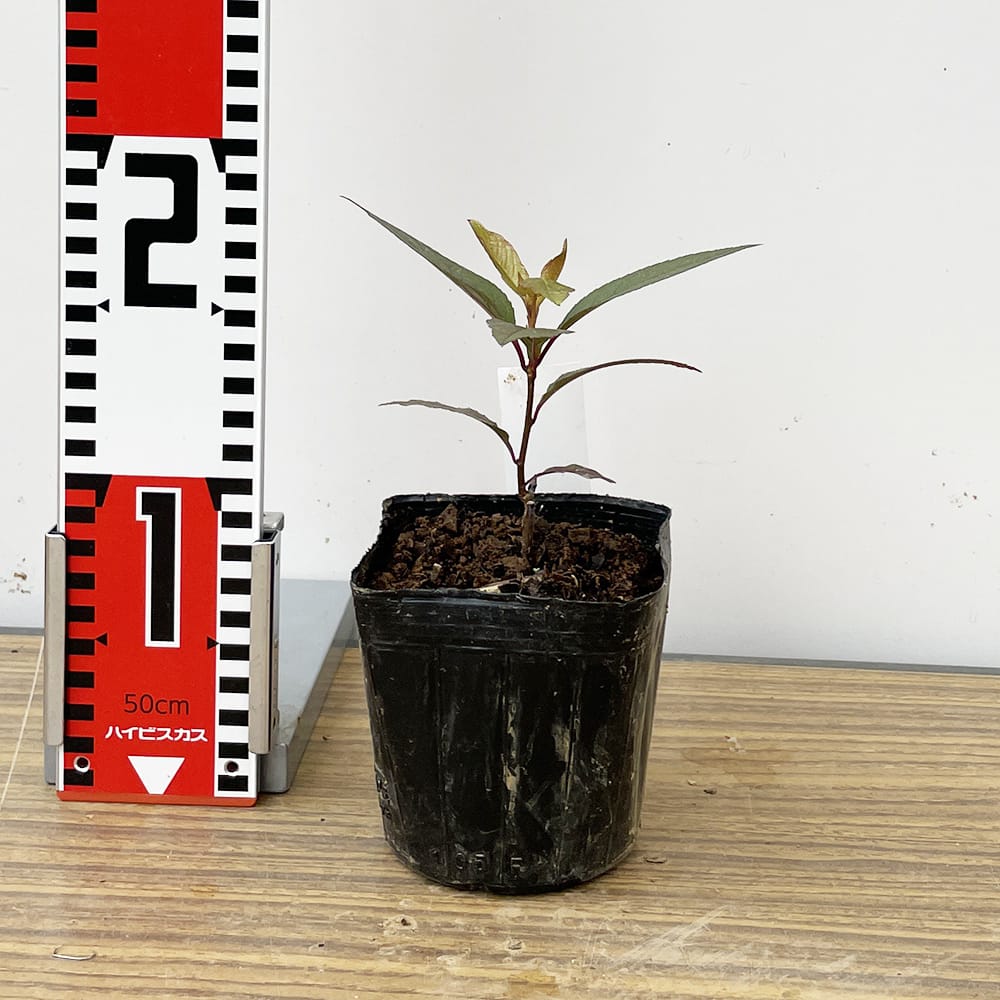 エゾノウワミズザクラ ロゼア 苗 販売 苗木部 By 花ひろばオンライン