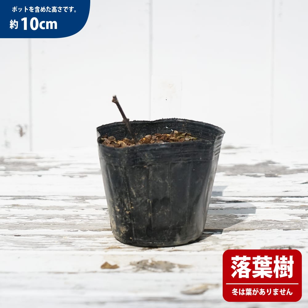 サンショウ 斑入り 苗 販売 苗木部 By 花ひろばオンライン