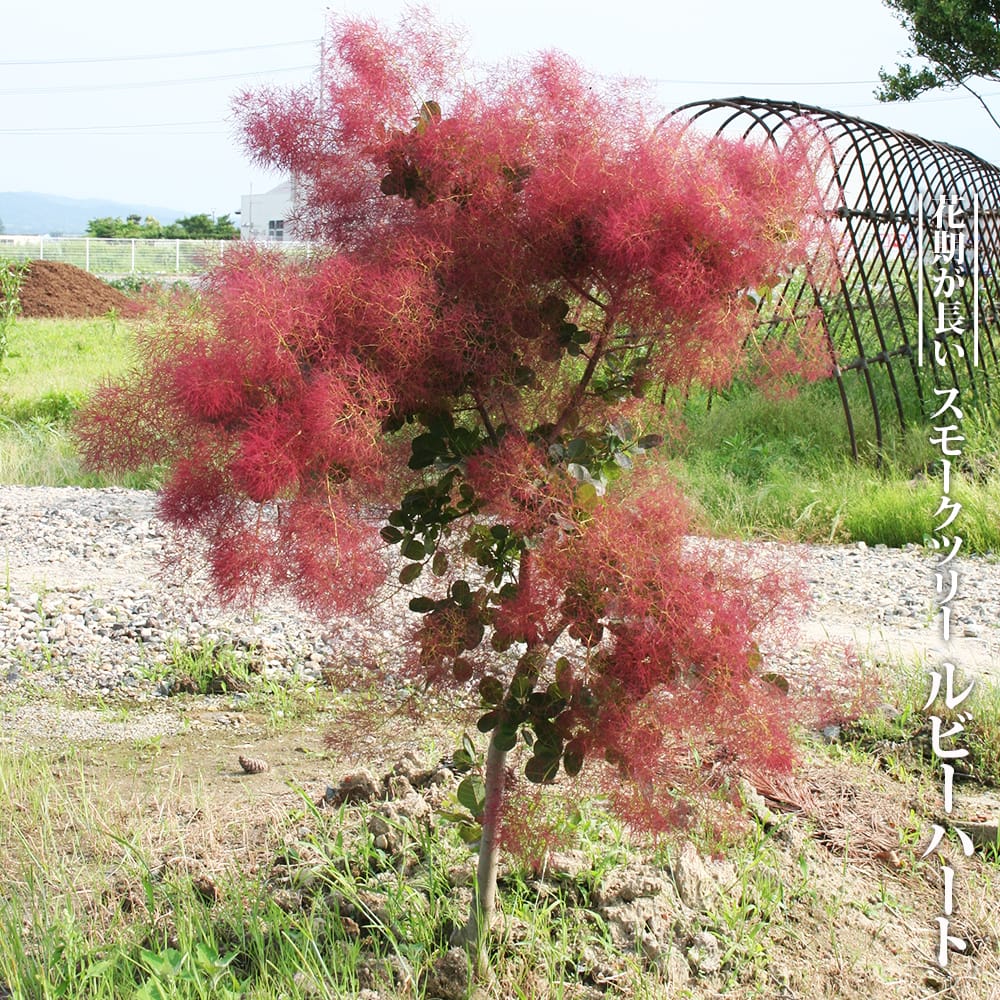 スモークツリー ルビーハート 苗 おすすめ 苗木部 By 花ひろばオンライン