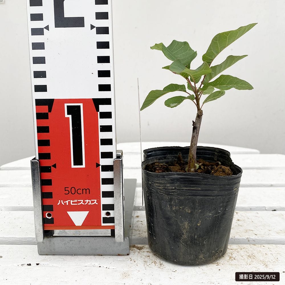 スモークツリー ホワイトボール 苗 通販 苗木部 By 花ひろばオンライン