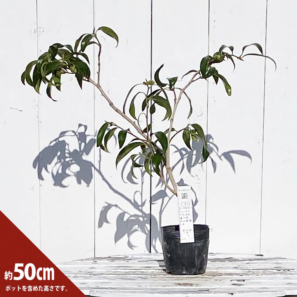 椿 白孔雀 苗 通販 苗木部 By 花ひろばオンライン