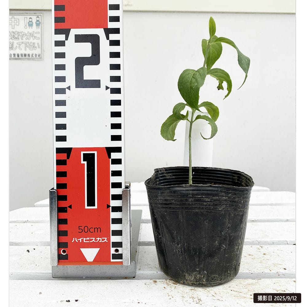 ツリバナ 屋久島 苗 販売 苗木部 By 花ひろばオンライン