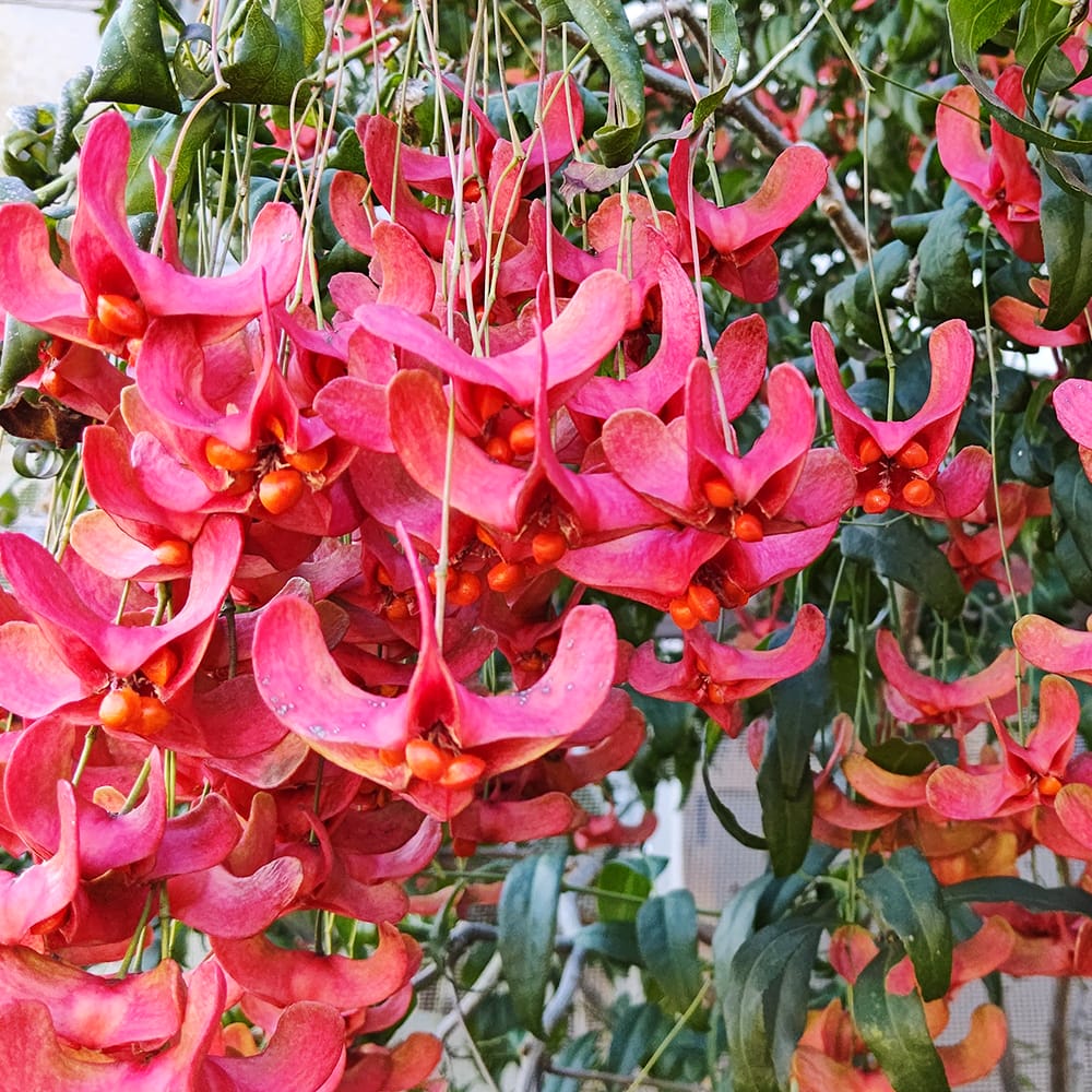 雑木林風のお庭に　ツリバナ　赤い実　紅葉　吊り花　落葉樹 雑木林風のお庭にツリバナ赤い実紅葉吊り花落葉樹2