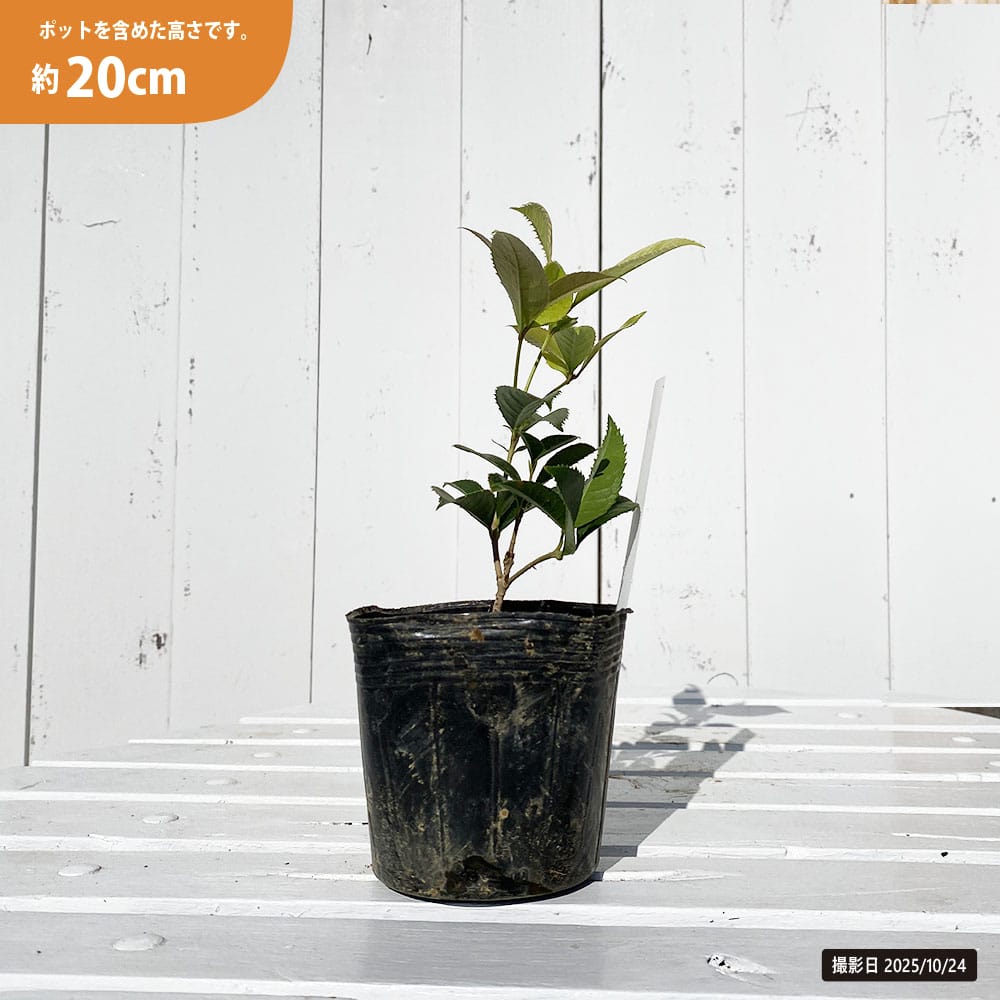 モクセイ 七変化 苗 販売 苗木部 By 花ひろばオンライン