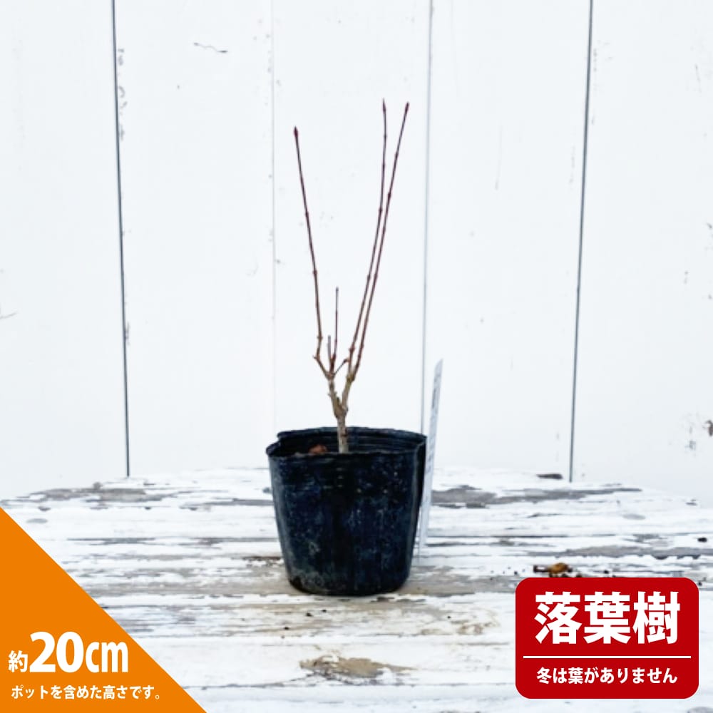もみじ　かえで　植木　ガーデニング　直接取引　コンビニで もみじ かえで 植木 ガーデニング 直接取引 コンビニで もみじ