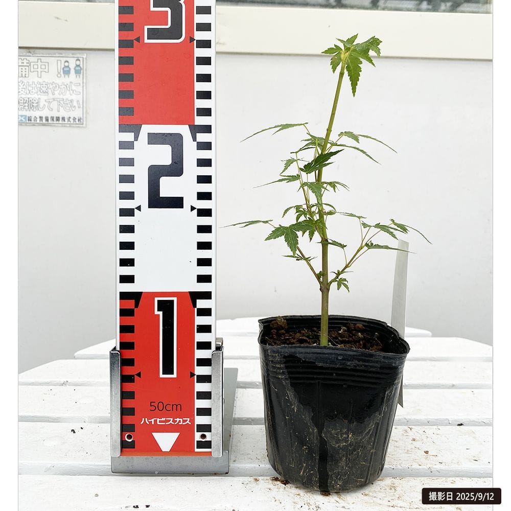 カエデ・もみじ ー才錦 苗 販売 苗木部 By 花ひろばオンライン