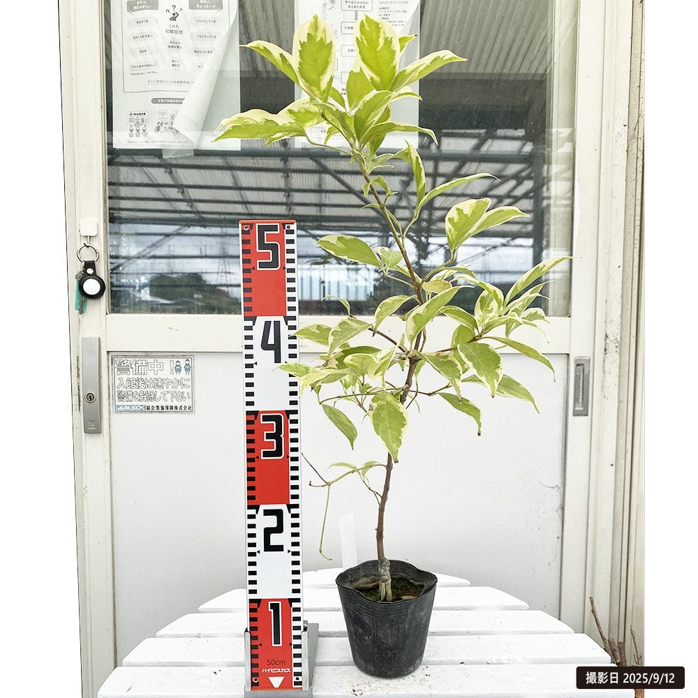 フクリン斑 トキワヤマボウシ 苗 販売 苗木部 By 花ひろばオンライン