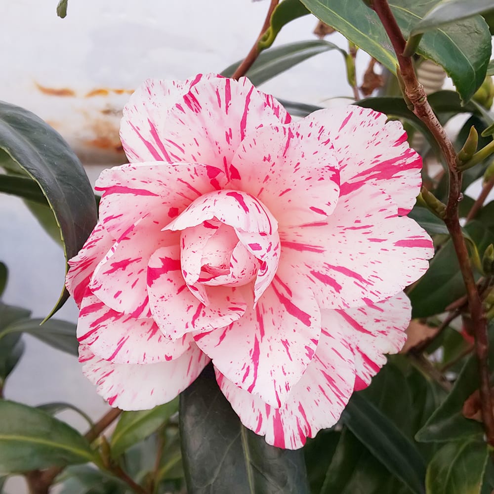 絞り孔雀　椿 絞り孔雀 椿