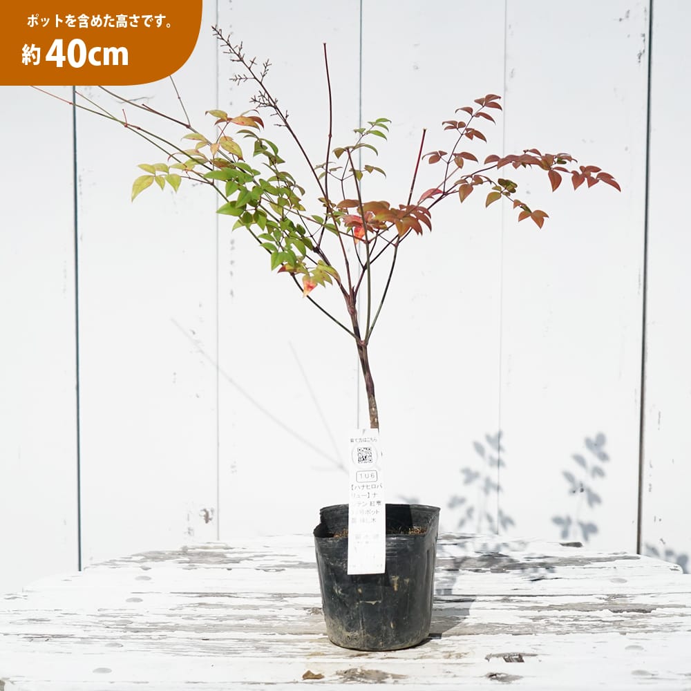 南天の苗2株。高さ約5センチ 抜き苗　縁起木 難を転ずる　赤い実。 南天の苗2株。高さ約5センチ 抜き苗 縁起木 難を