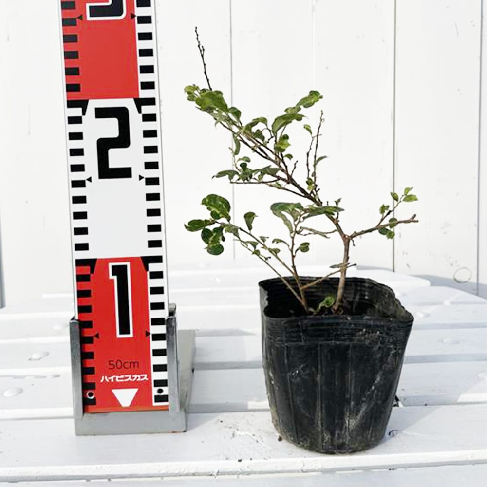 書類有 排ガス成績表 RE雨宮 キャタライザー 触媒 RX8 RX-8