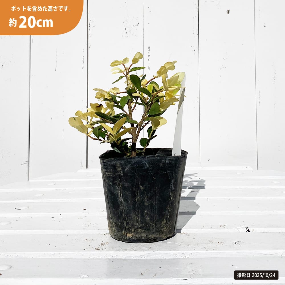 ハマヒサカキ 曙斑 苗 販売 苗木部 By 花ひろばオンライン