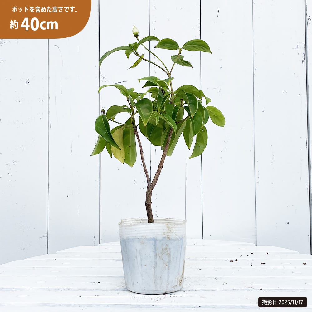 常緑ヤマボウシ 十五夜 苗 おすすめ 苗木部 By 花ひろばオンライン