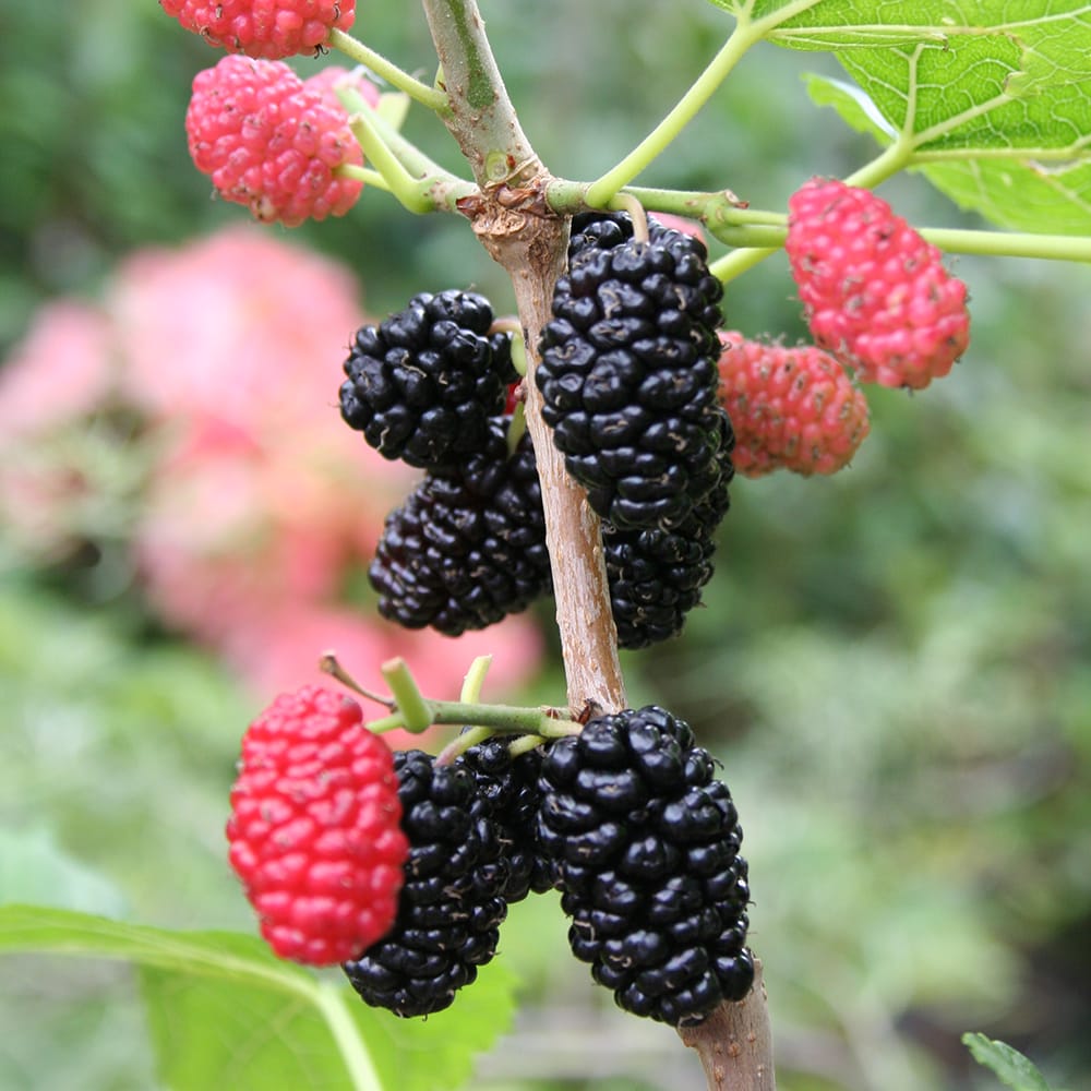 桑 鈴成一才の通販 苗木部 By 花ひろばオンライン