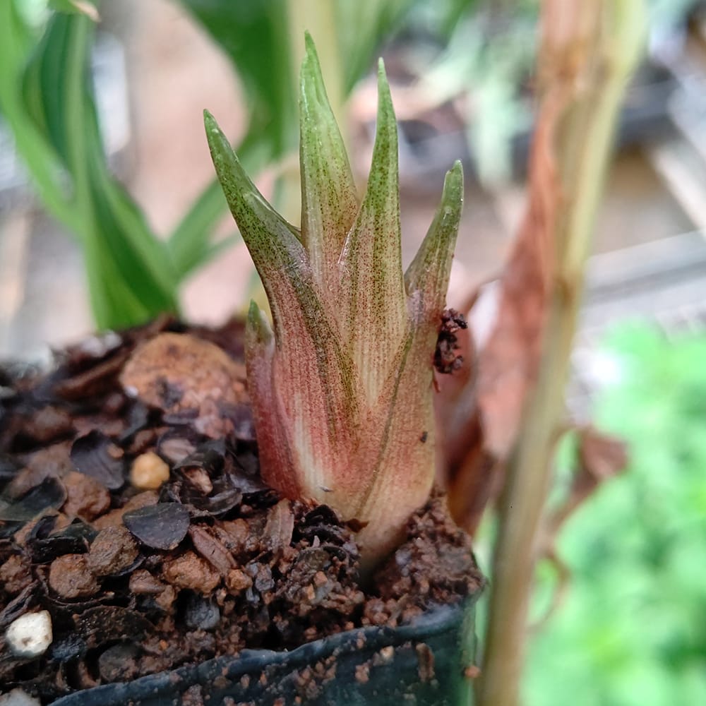 ミョウガ 中斑の通販 苗木部 By 花ひろばオンライン