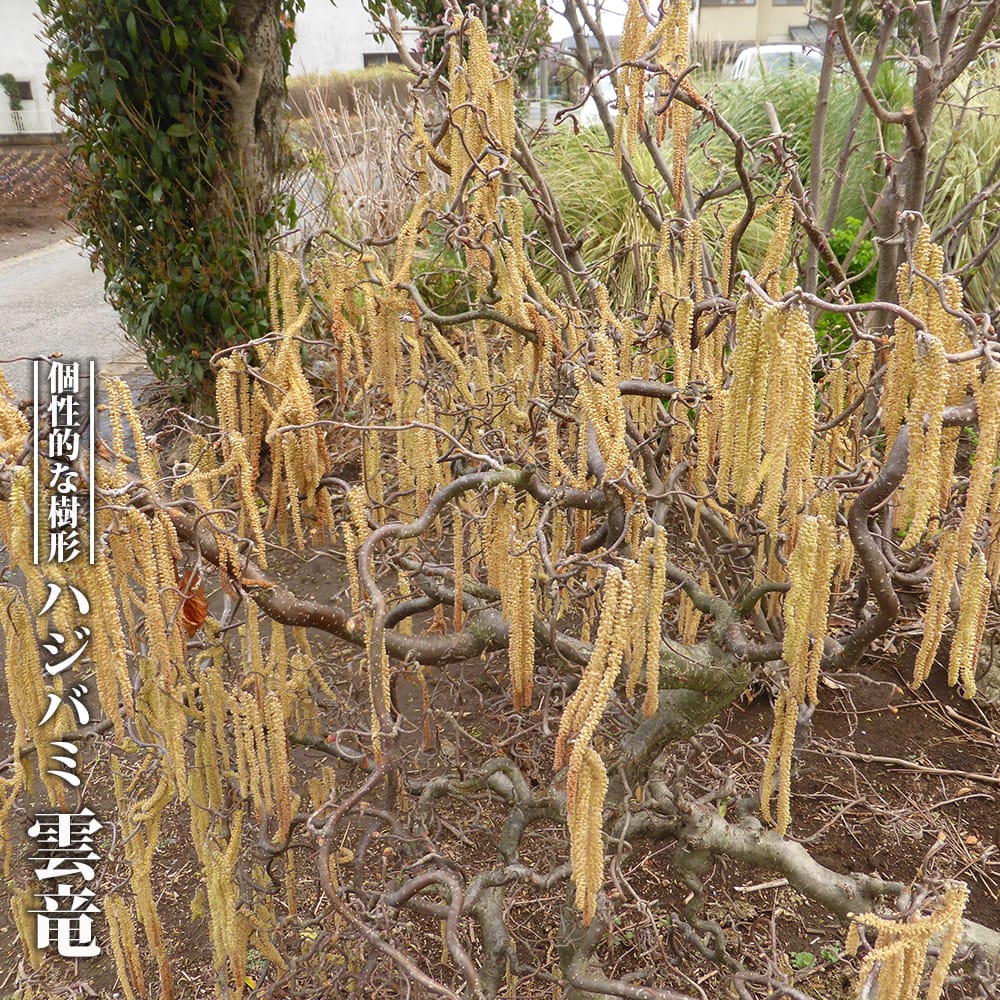 ハシバミ 雲竜 