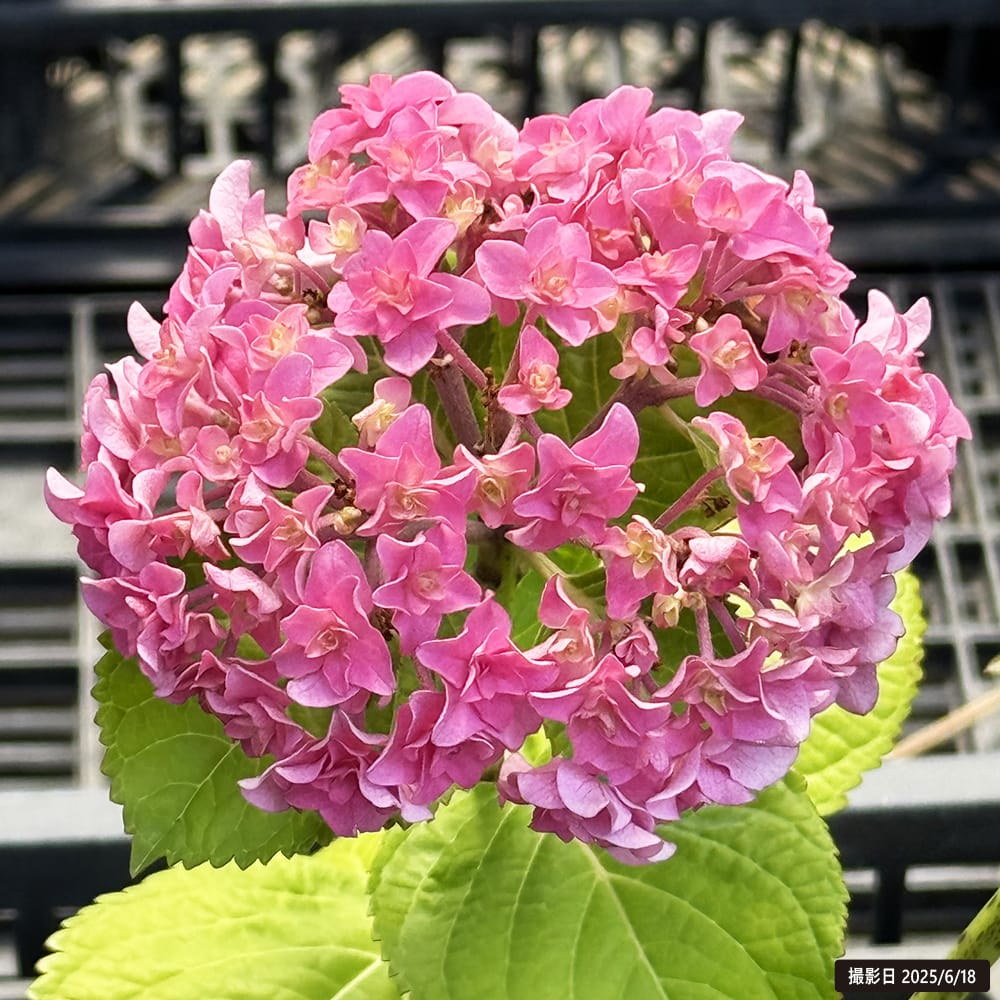 アジサイ 恋音 苗 販売 苗木部 By 花ひろばオンライン