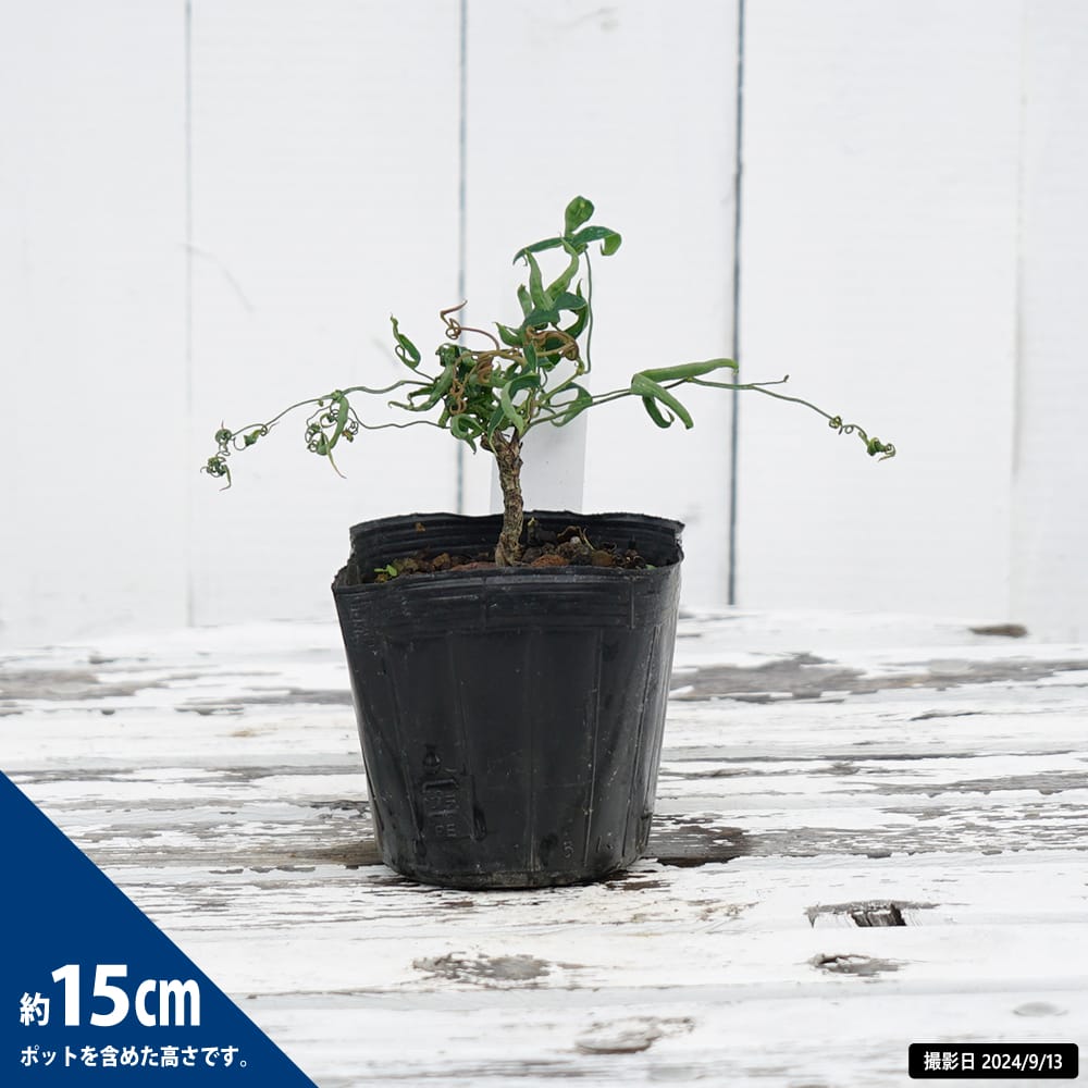 ナンテン 折鶴筏 苗 販売 苗木部 By 花ひろばオンライン