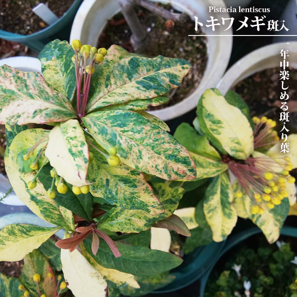 メギ トキワ斑入 