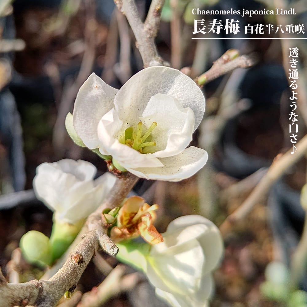 長寿梅 白花 半八重咲 