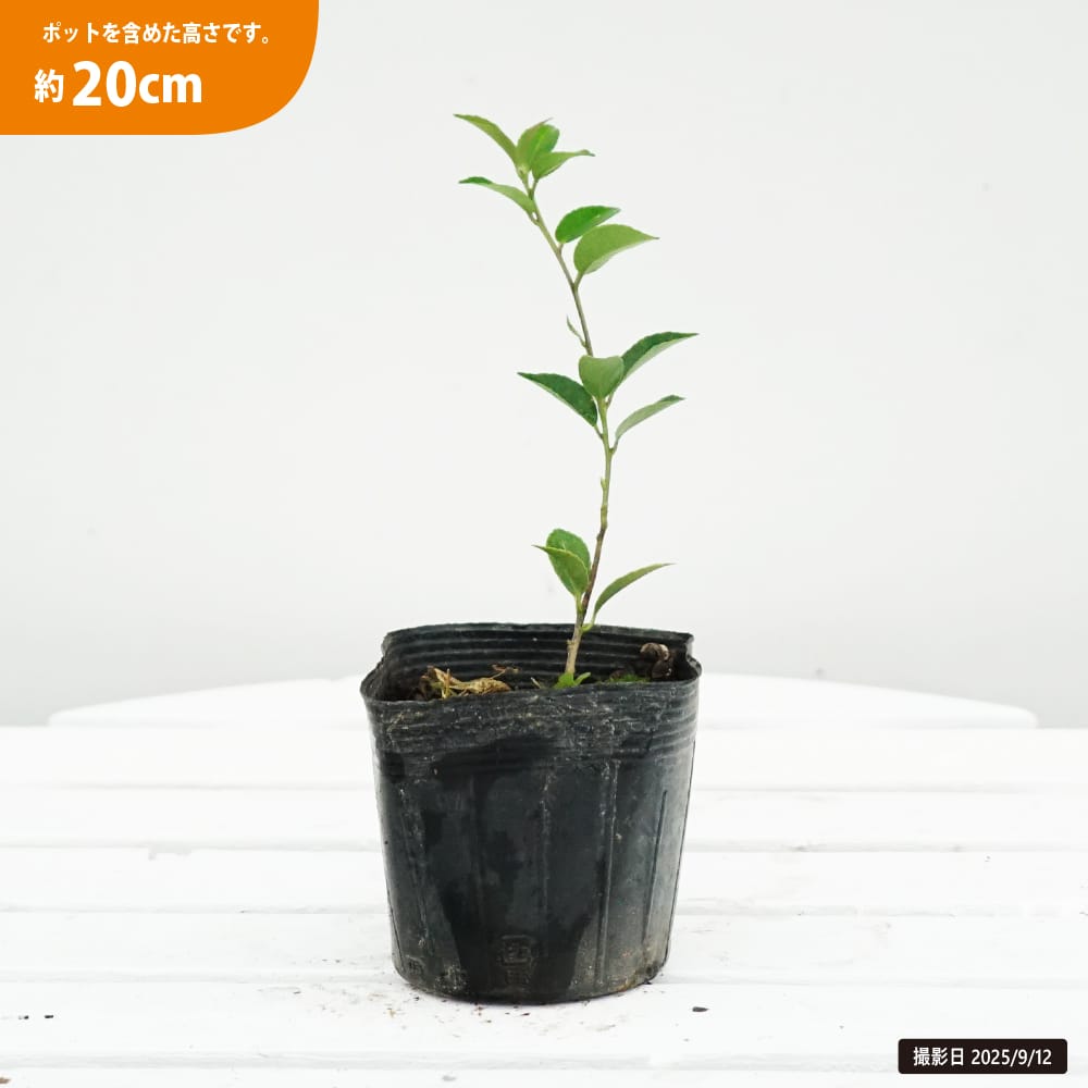 アオバナハイノキ 藍 苗 販売 苗木部 By 花ひろばオンライン