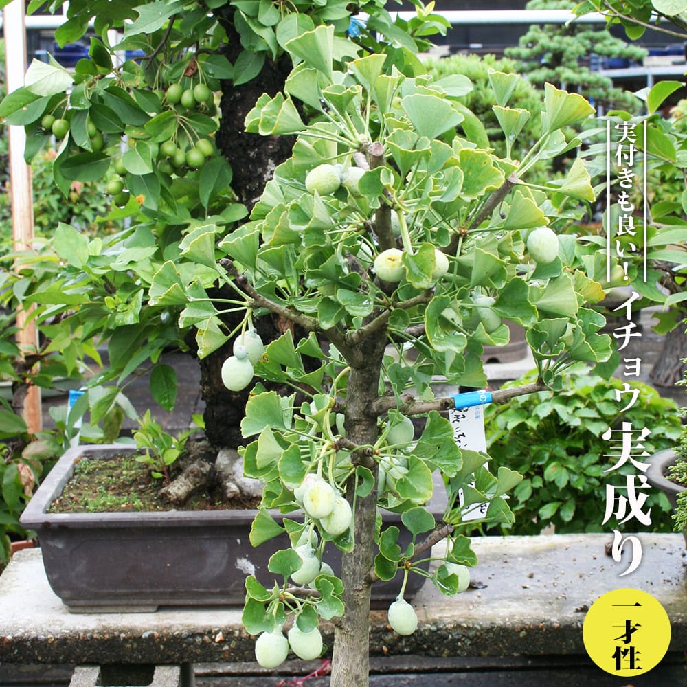 イチョウ 銀杏の苗木 特大株