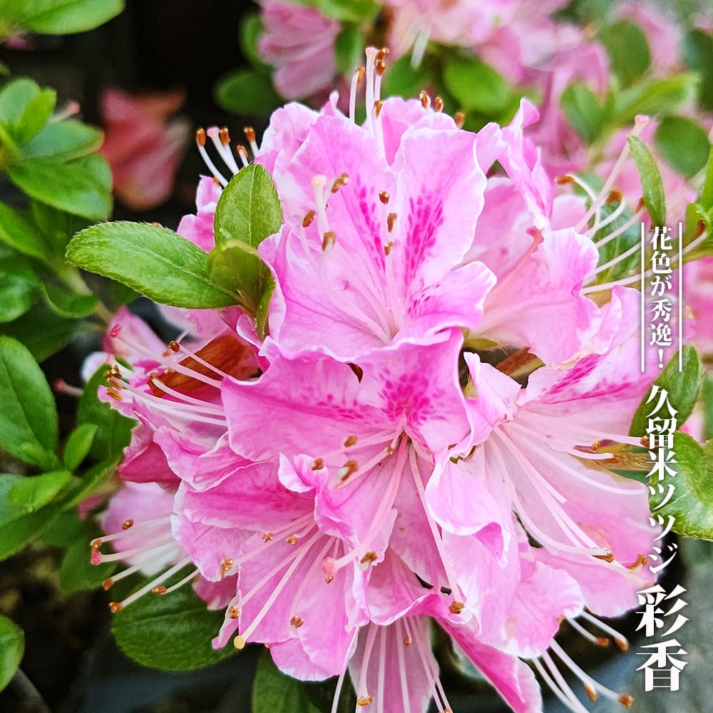 ツツジ 彩香 苗 販売 苗木部 By 花ひろばオンライン