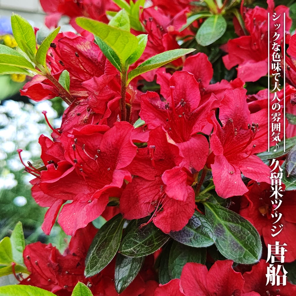 久留米ツツジ 唐船 苗 通販 苗木部 By 花ひろばオンライン